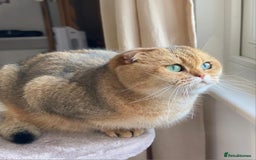 Scottish Fold cats for sale: Scottish fold for adoption. - Image 8