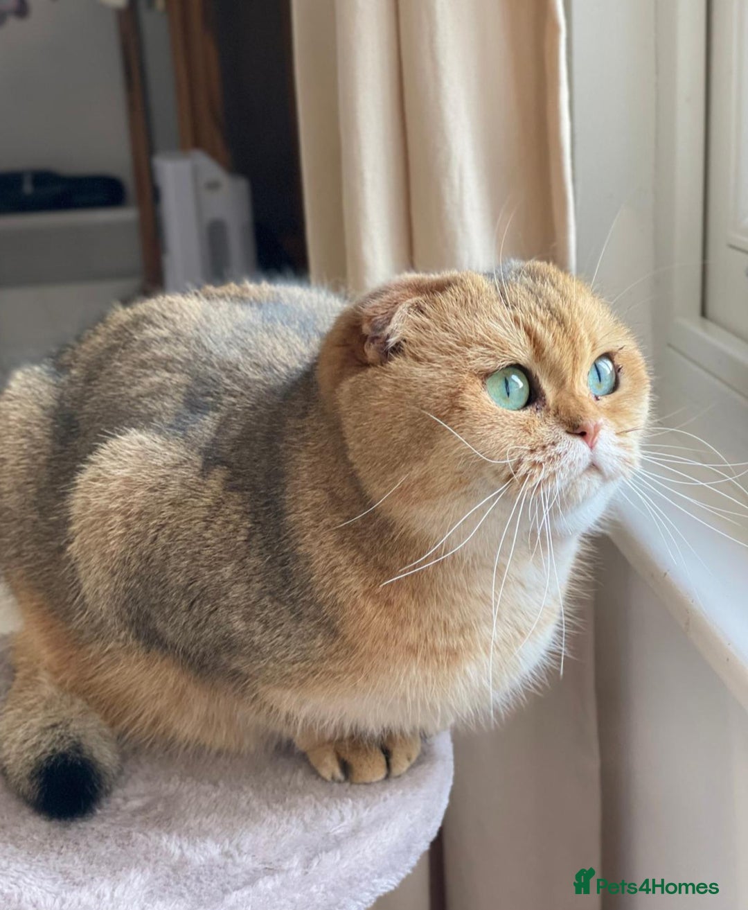 Scottish Fold cats for sale: Scottish fold for adoption. - Image 8