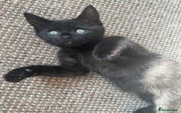 Maine Coon cats for sale: Kitten Maine Coons need rehoming asap in Port Talbot - Image 5