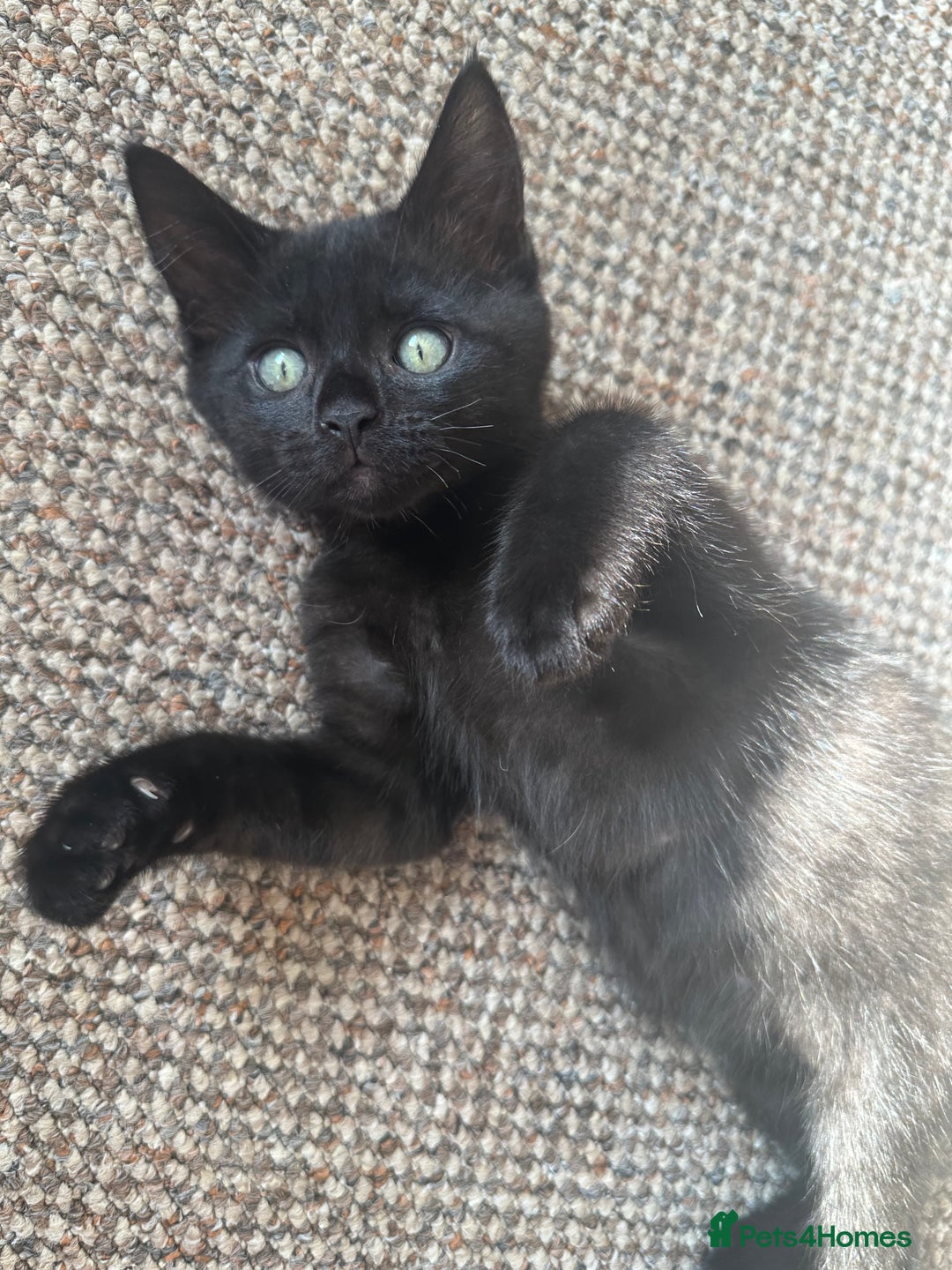 Maine Coon cats for sale: Kitten Maine Coons need rehoming asap in Port Talbot - Image 5