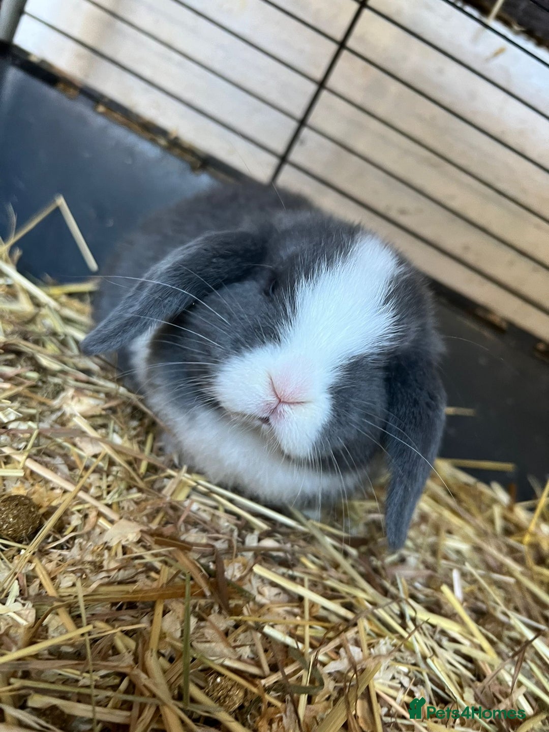 Mini Lop rabbits for sale: Mini lop buns  - Advert 8