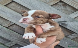 American Bully dogs for sale: Exotic American bully pups blood lines of bitcoin  - Image 10