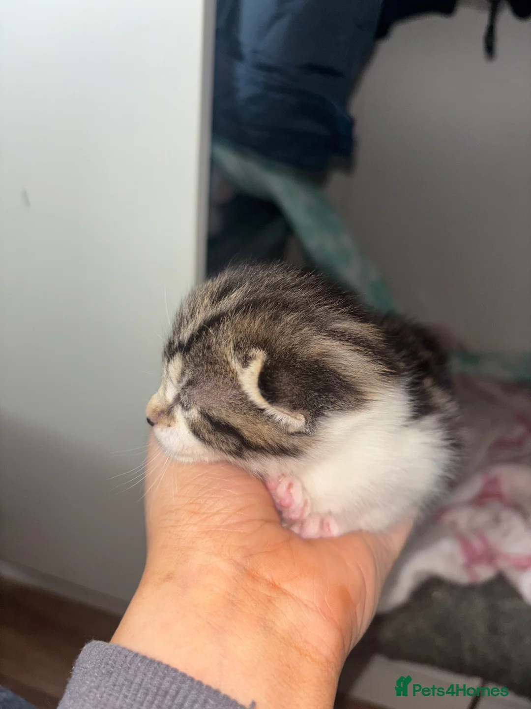 Mixed Breed cats for sale: 5 beautiful Tabby’s mixed breed  in Manchester - Advert 2