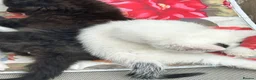 Mixed Breed cats for sale: For sale, friendly tame kittens  in Evesham - Advert 7