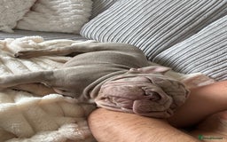 French Bulldog dogs for sale: Velvet big rope  new shade for French bulldog  - Image 2