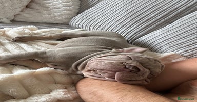 French Bulldog dogs - Advert 13