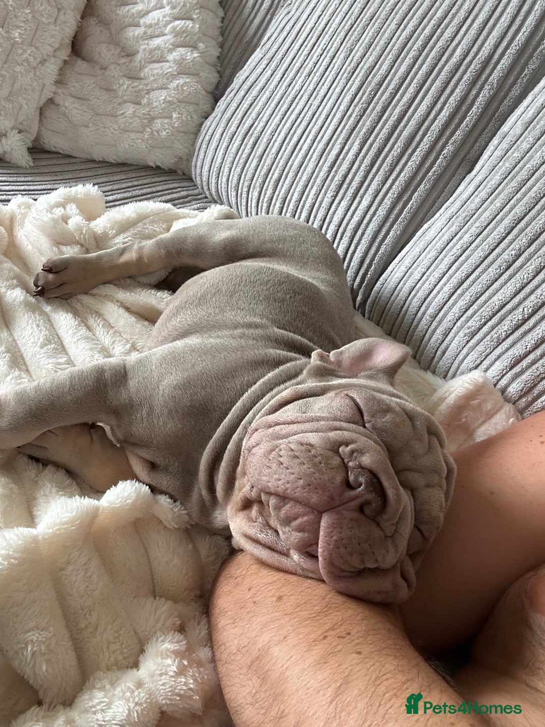 French Bulldog dogs for sale: Velvet big rope  new shade for French bulldog  - Image 2