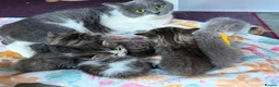 British Longhair cats for sale: BLH Adorable unique kittens TICA in Barnsley - Advert 17
