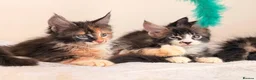Maine Coon cats for sale: Ready for home pure bred maine coon kittens - Advert 11