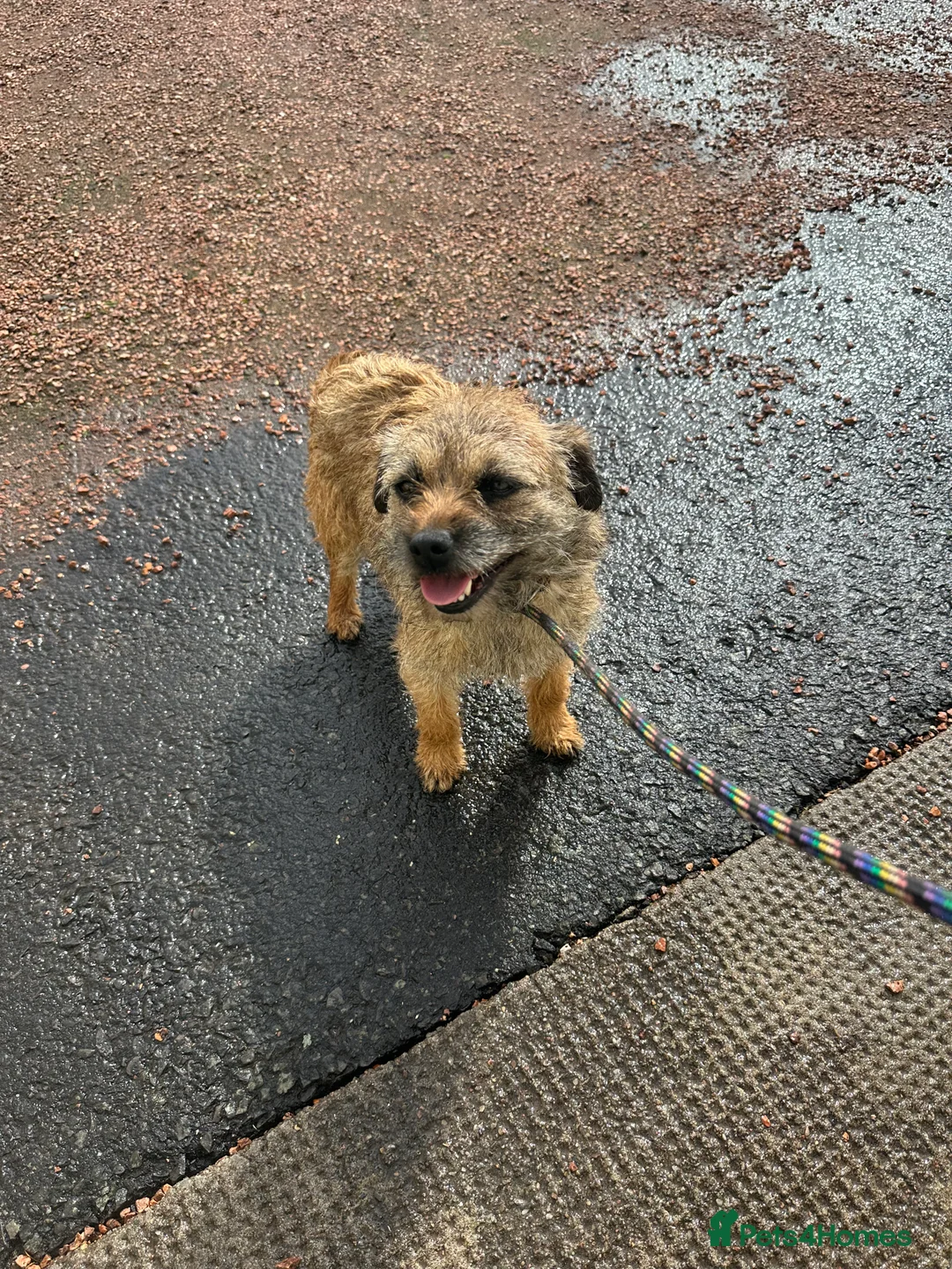 Border Terrier dogs for sale: Stunning Border Teddy Boys - Advert 3