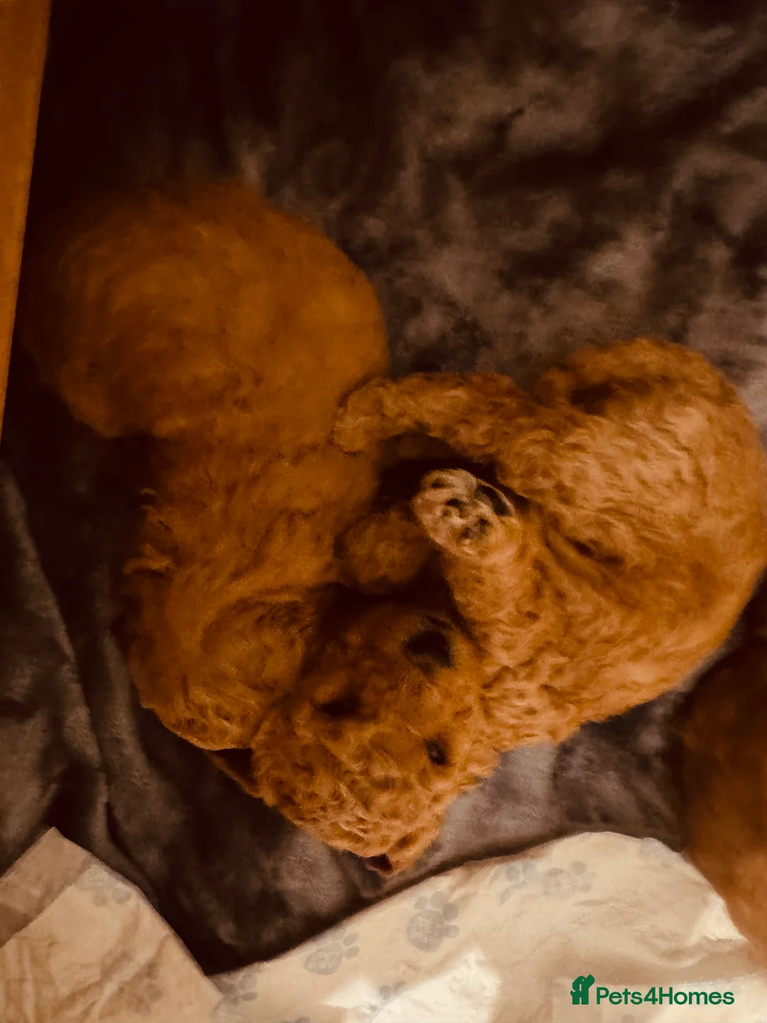 Labradoodle dogs for sale: F2bb labradoodle  - Advert 23