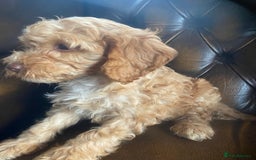 Cockapoo dogs for sale: Cockapoos  - Image 16