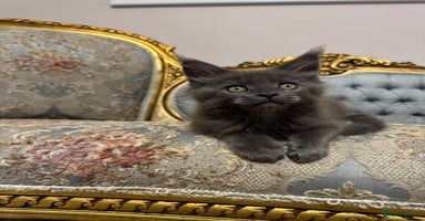 Maine Coon cats - Advert 2