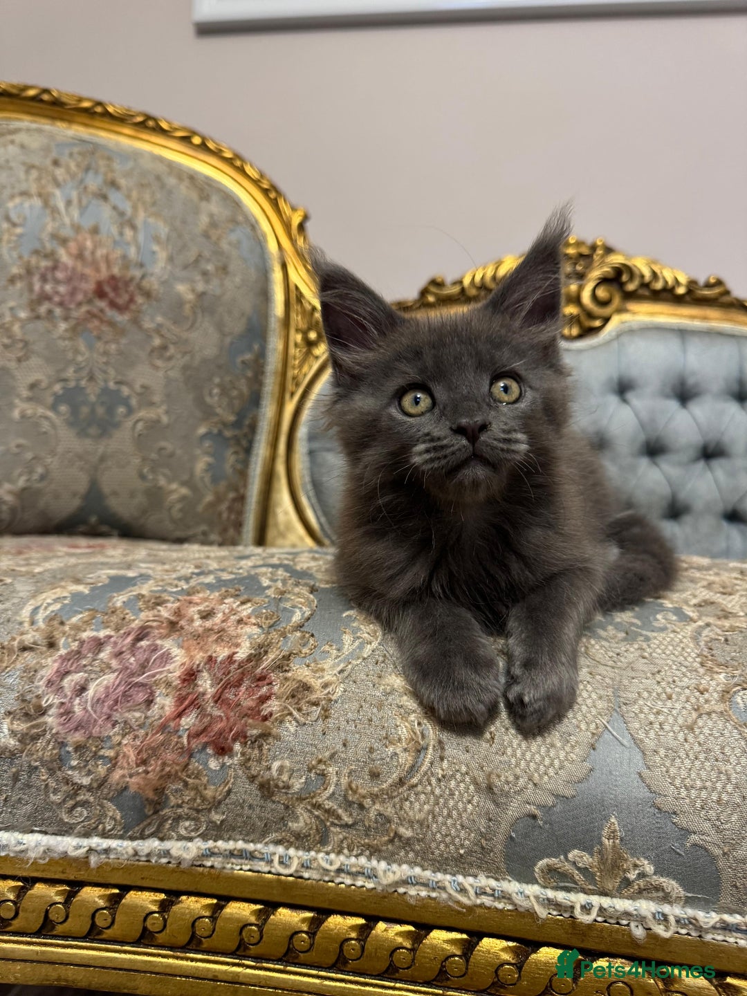 Maine Coon cats for sale: XXL Russian bloodline Maine Coon Kittens 20+Gen!🏆 - Image 26