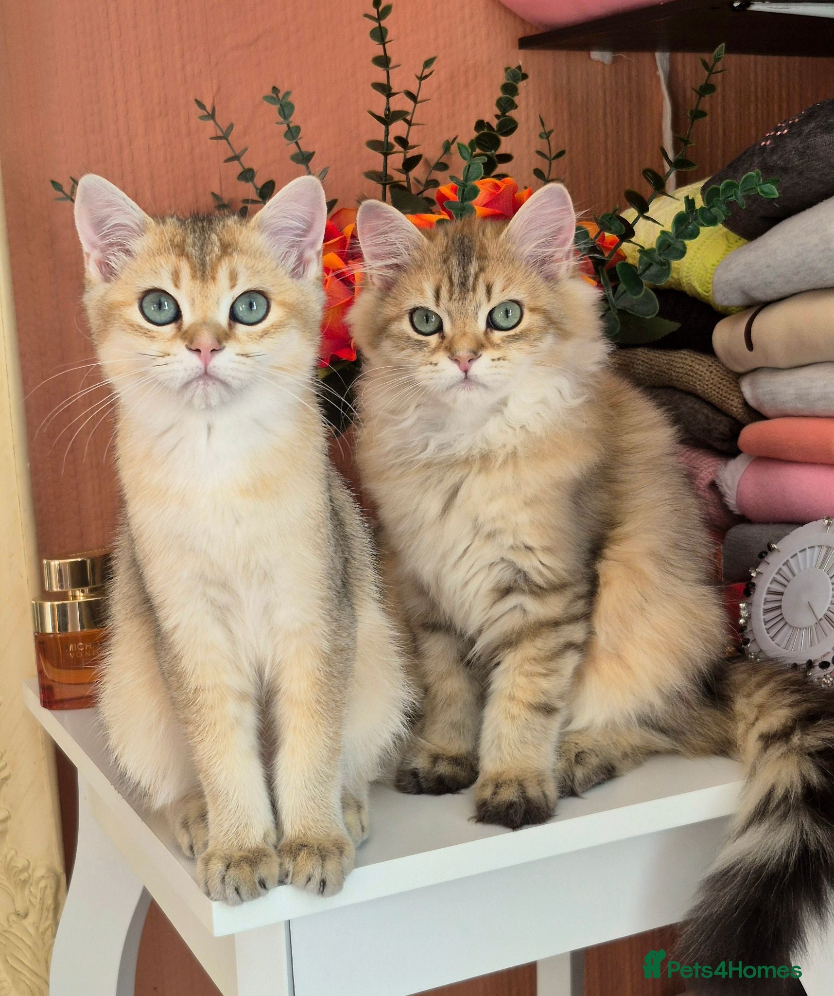 British Longhair cats British Longhair/Shorthair black golden shaded  - Advert 2