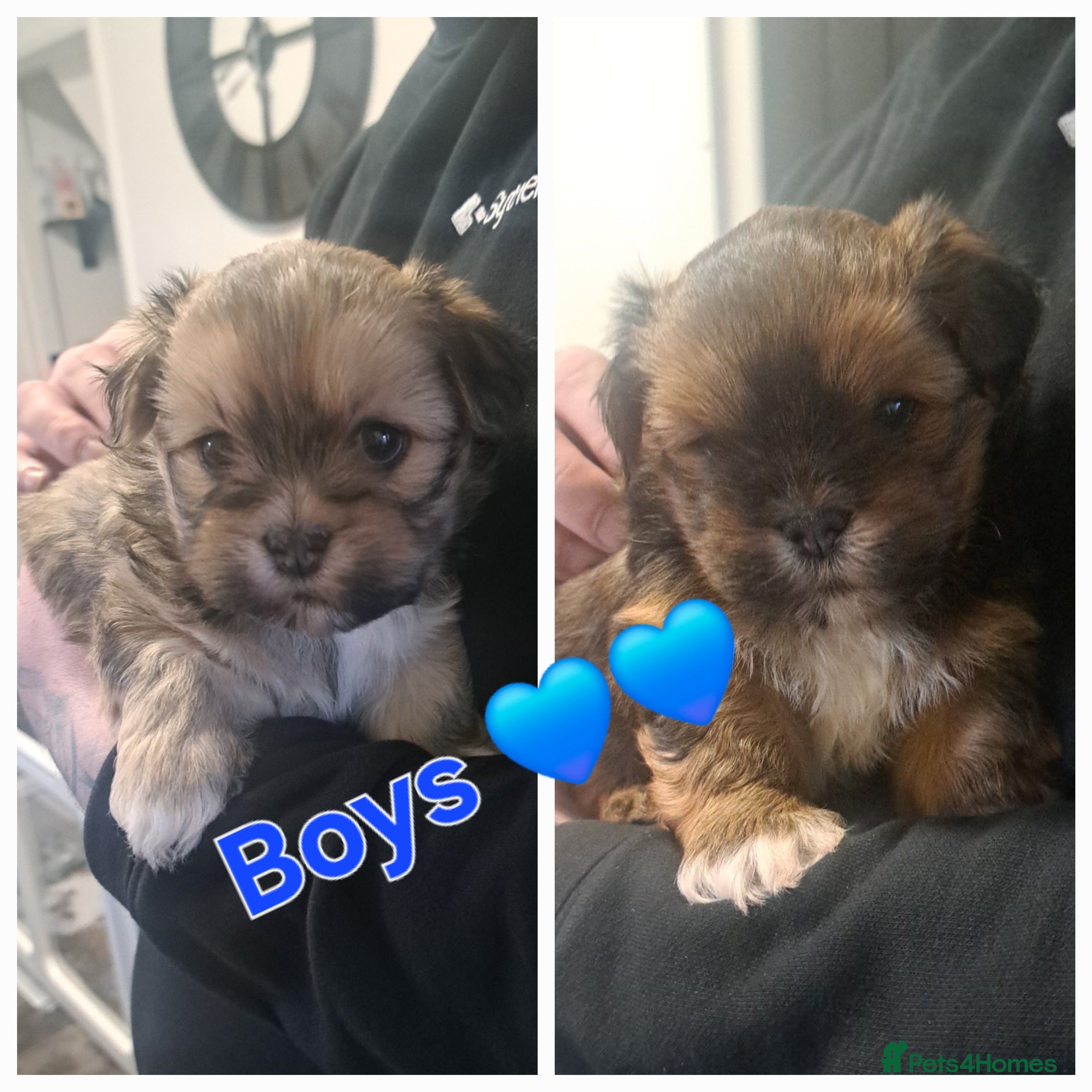 Lhasa Apso dogs Gorgeous Lhasa apso pups 🐶 😍  - Advert 2