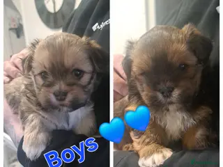 Lhasa Apso dogs Gorgeous Lhasa apso pups 🐶 😍 - Advert 2