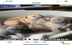 Mixed Breed dogs for sale: Mixed breed Litter of 8 pups - Image 3