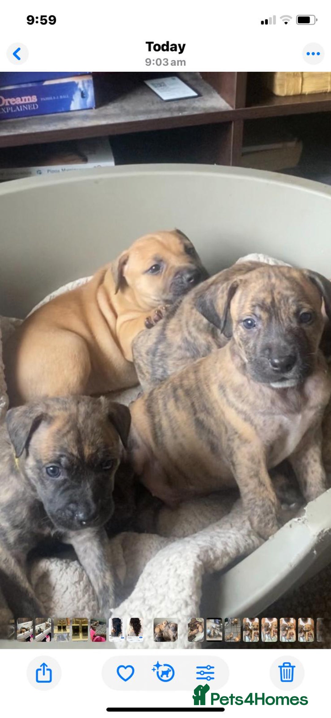 Mixed Breed dogs for sale: Mixed breed Litter of 8 pups - Image 3