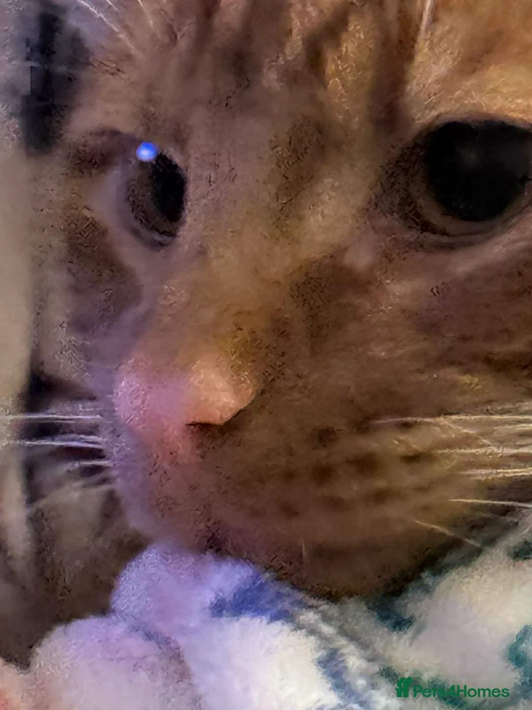 British Shorthair cats for sale: Ginger cat free to good home - Advert 5