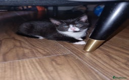Mixed Breed cats for sale: Kittens need a forever home  - Image 5