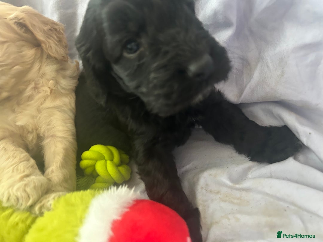 Cockapoo dogs for sale: F1 cockapoo puppies  - Advert 12