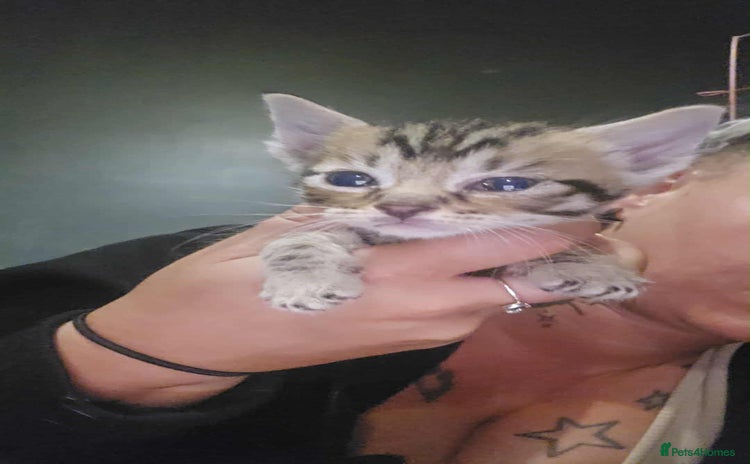 Mixed Breed cats - Advert 1