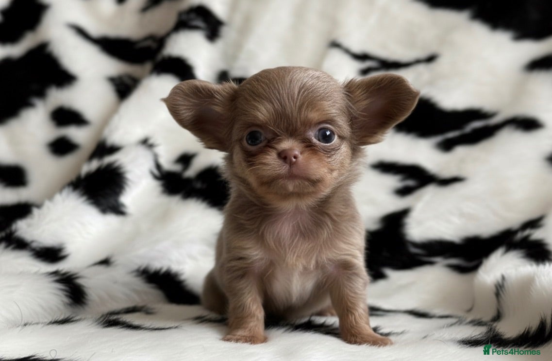 Chihuahua dogs Exquisite chihuahuas  - Advert 7