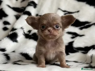 Chihuahua dogs Exquisite chihuahuas - Advert 10