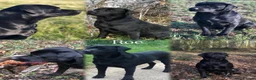 Labrador Retriever dogs for sale: Beautiful Show/working Labrador puppies  - Advert 4