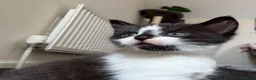 Mixed Breed cats for sale: Beautiful Tuxedo Kittens Looking for Loving Homes - Advert 3