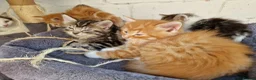 Mixed Breed cats for sale: 🐱 STUNNING KITTENS 😸  - Advert 4