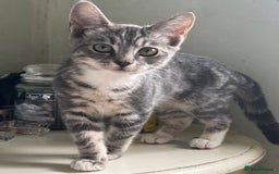 British Shorthair cats for sale: Female British Short Hair Kitten for sale - Image 1