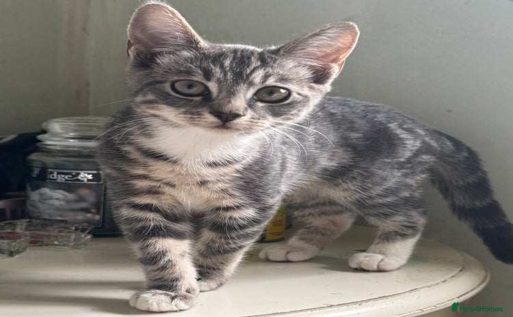 British Shorthair cats - Advert 10