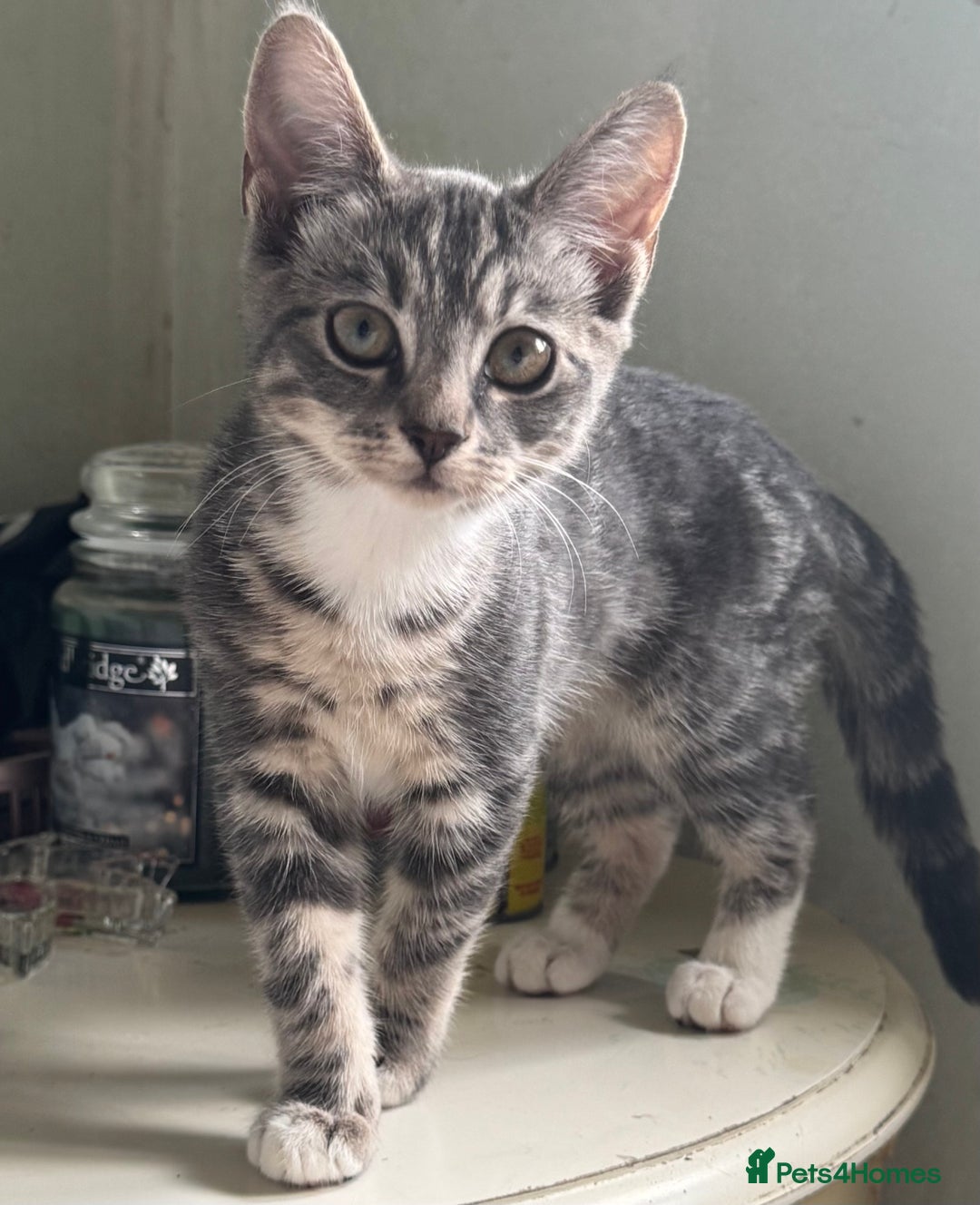 British Shorthair cats for sale: Female British Short Hair Kitten for sale - Image 1