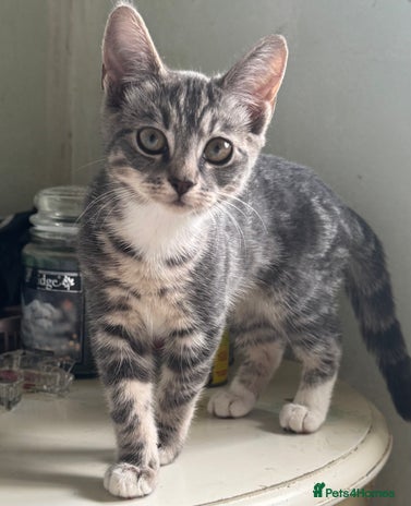 British Shorthair cats - Advert 4