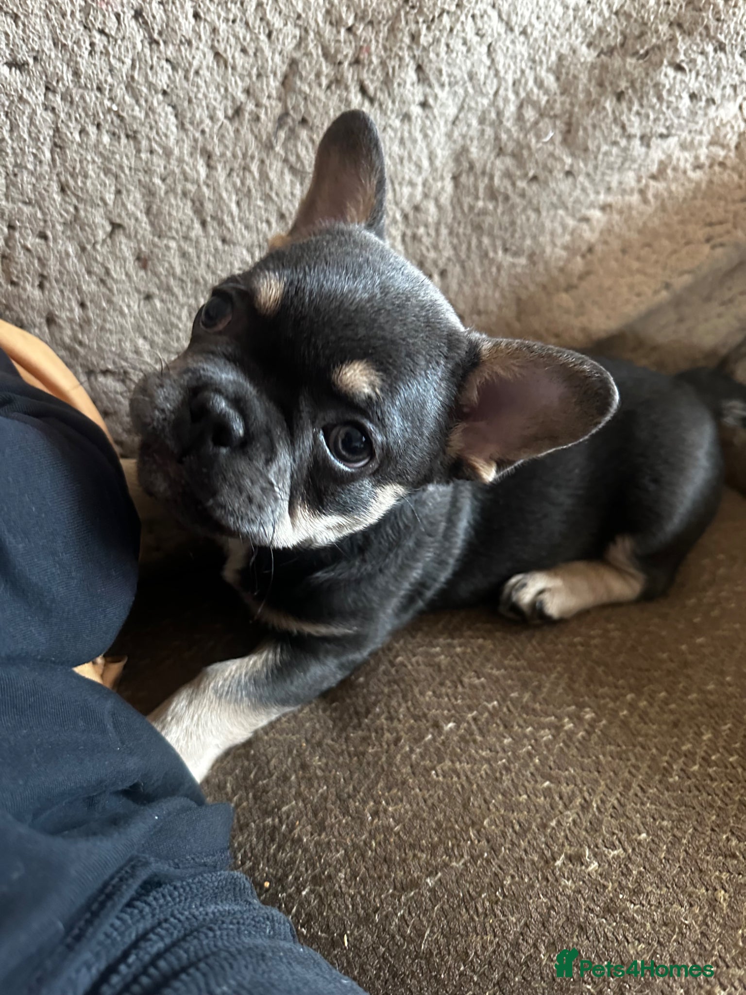 French Bulldog dogs Adorable little boy - Advert 6