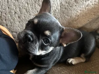French Bulldog dogs Adorable little boy - Advert 13