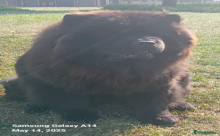 Chow Chow dogs - Advert 2