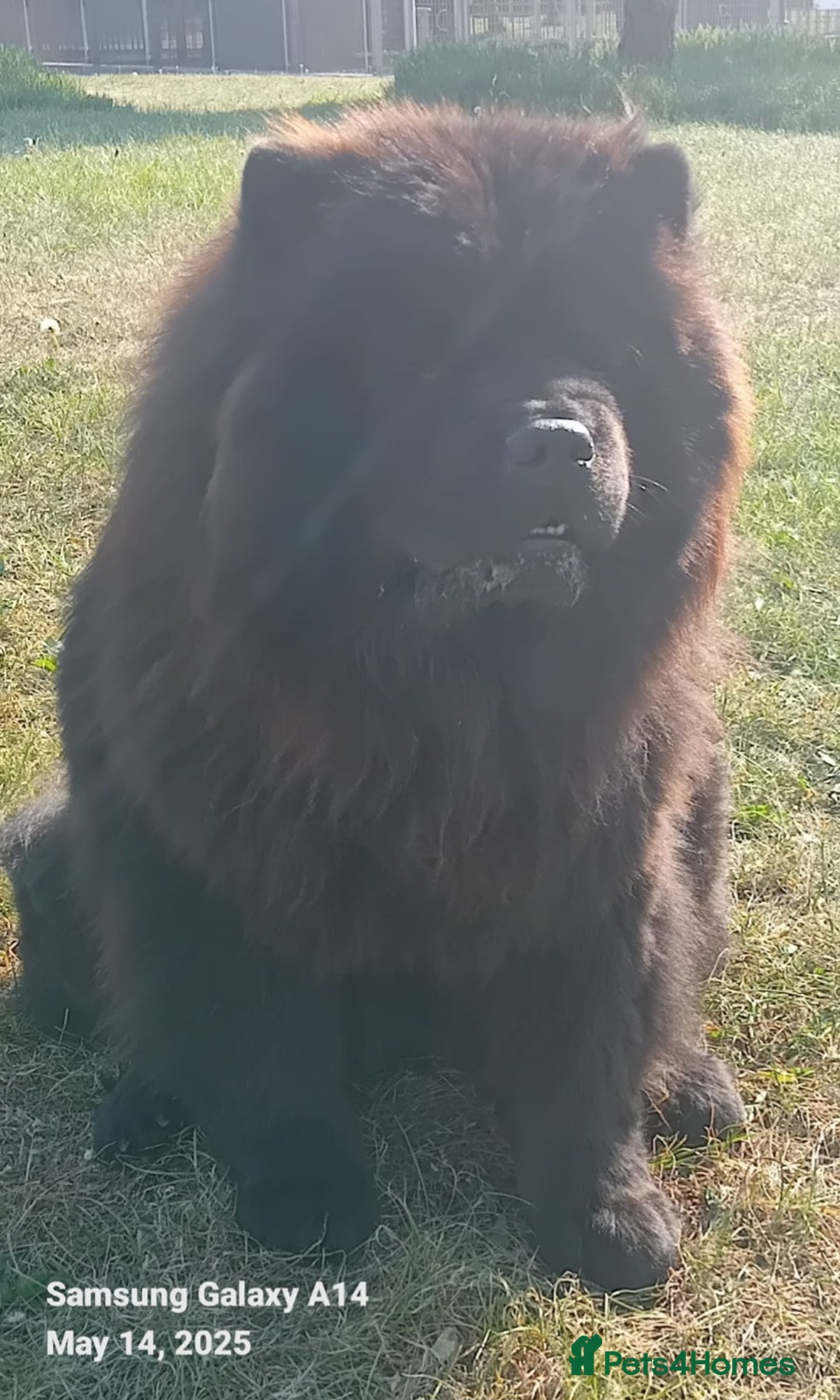 Chow Chow dogs for sale: STUNNING KC REGISTERED CHOW CHOW PUPPIES  - Image 1