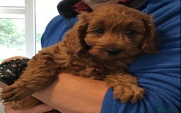 Cockapoo dogs for sale: ADORABLE SMALL MINIATURE F1B COCKAPOO PUPPIES - Image 3