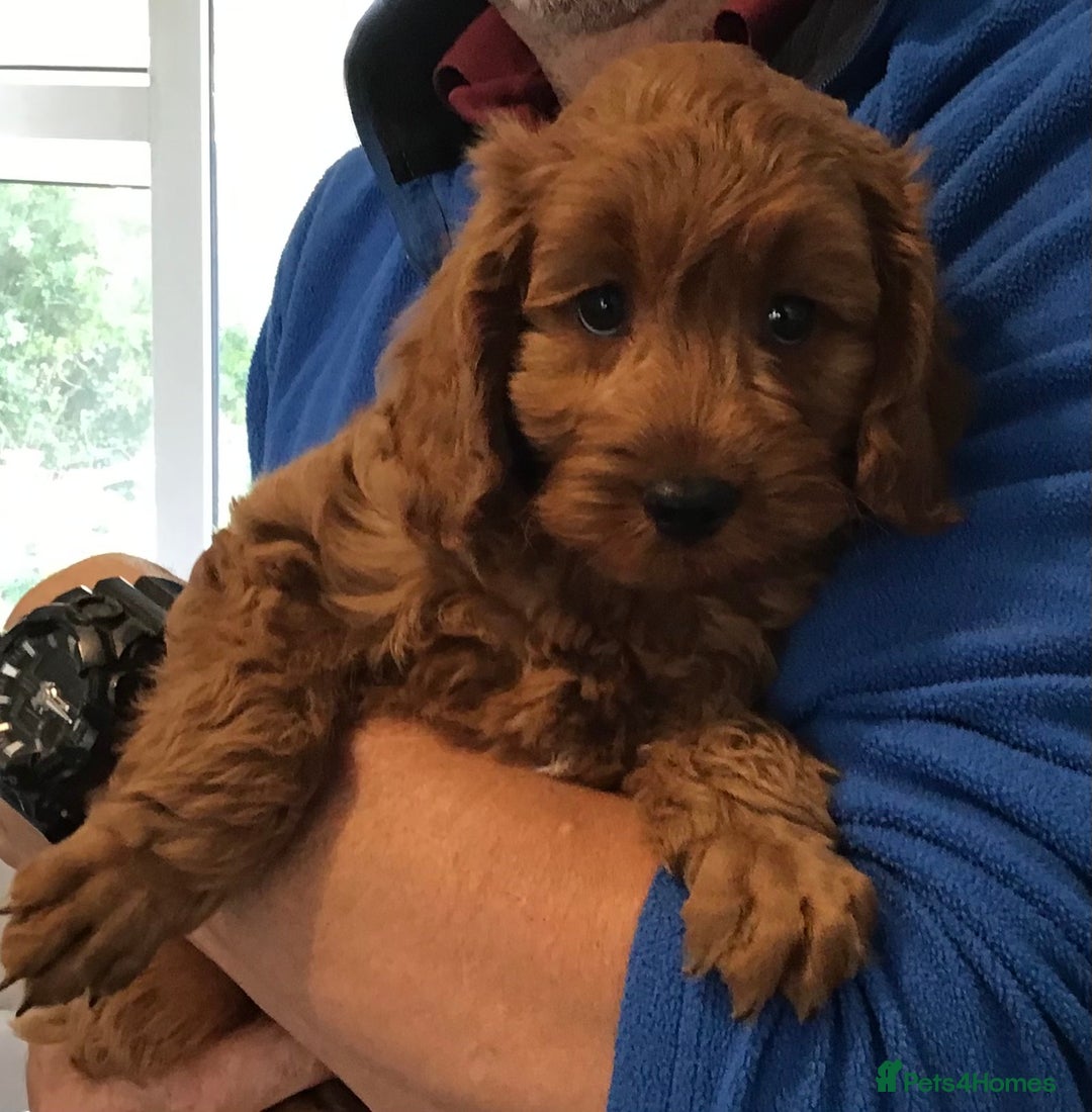 Cockapoo dogs for sale: ADORABLE SMALL MINIATURE F1B COCKAPOO PUPPIES - Image 3