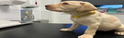 Labrador Retriever dogs for sale: Gorgeous Labrador puppies for sale - Advert 6