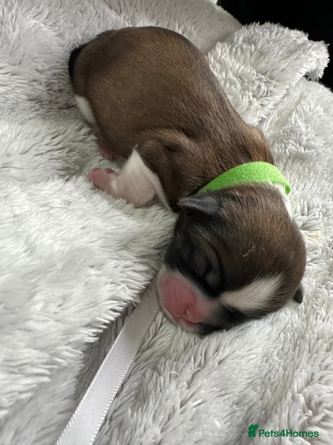 Shih Tzu dogs for sale: Imperial Shih Tzu X Shorkie Puppies!! - Advert 35