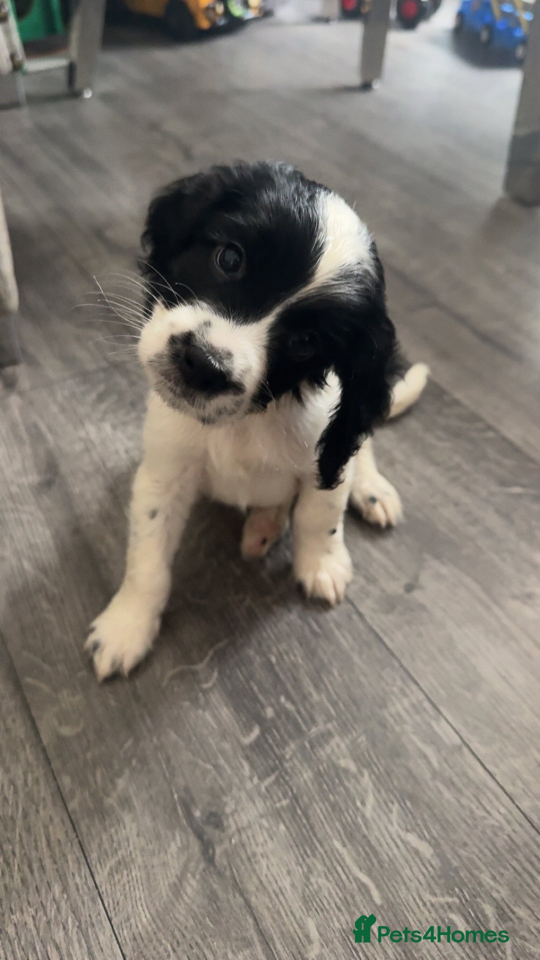 Sprocker dogs for sale: Beautiful Sprocker puppies for sale - Image 16
