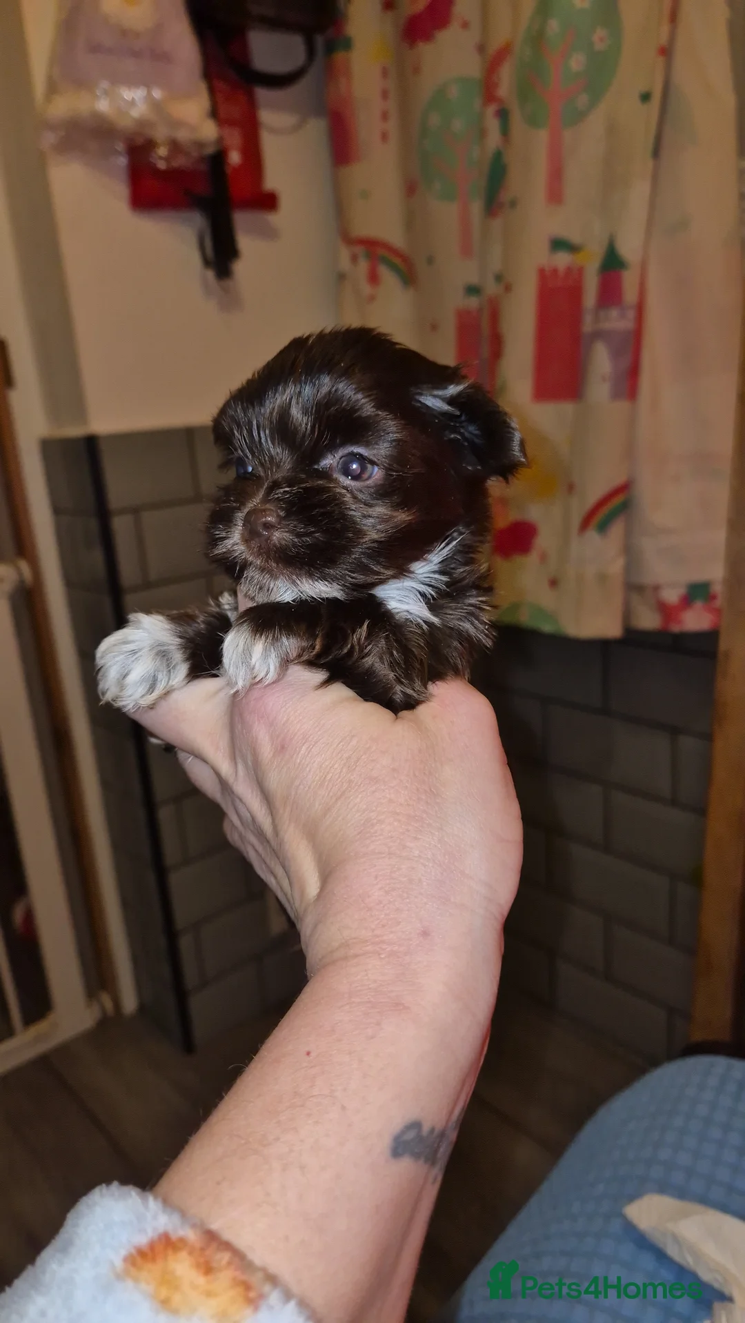 Yorkshire Terrier dogs for sale: REDUCED LAST 2 BOYS  - Advert 13