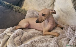 Italian Greyhound dogs for sale: KC reg  Italian greyhound puppies  - Image 1