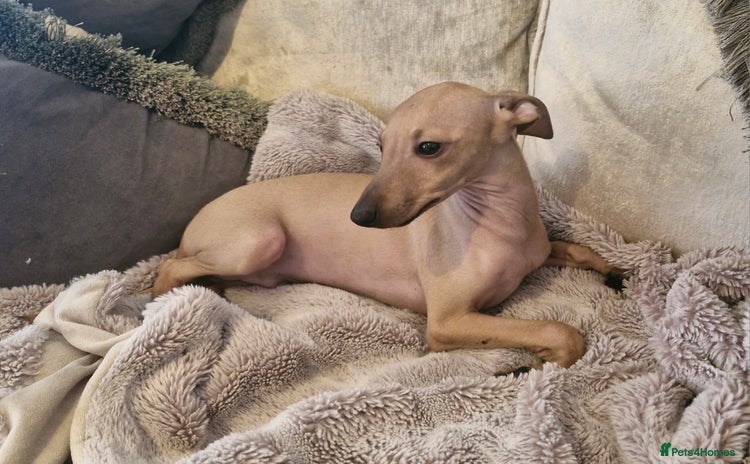 Italian Greyhound dogs - Advert 13