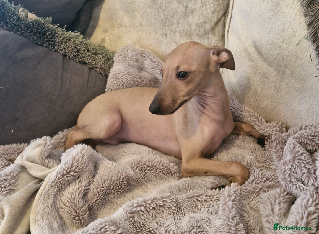 Italian Greyhound dogs for sale: KC reg  Italian greyhound puppies  - Image 1