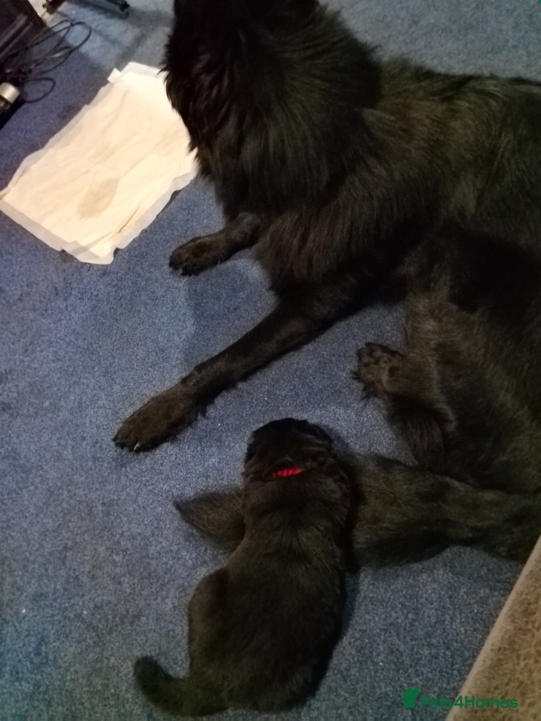 German Shepherd dogs for sale: German Shepherd Puppy's  - Advert 11